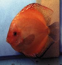 Symphysodon sp. "red-marlboro red"
