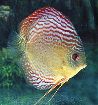 Symphysodon sp. "red spotted-red spotted green (giant perl red)"