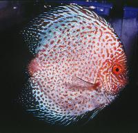 Symphysodon sp. "övriga-snakeskin" (korsning)