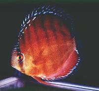 Symphysodon sp. "övriga-red"