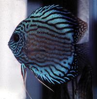 Symphysodon sp. "striped turquoise-red striated turquoise"