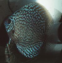 Symphysodon sp. "striped turquoise-red striated turquoise"