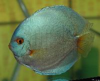 Symphysodon sp. "solid turquoise"