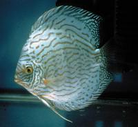 Symphysodon sp. "red turquoise-cobalt red turquoise"