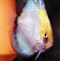 Symphysodon sp. "övriga-gold cap ghost"