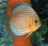 Symphysodon sp. "red spotted-red spotted green"