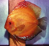 Symphysodon sp. "pigeon blood-marlboro red"