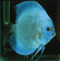 Symphysodon sp. "solid turquoise-solid blue" (blue diamond)