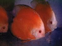 Symphysodon sp. "red-marlboro red"