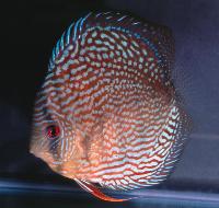 Symphysodon sp. "red turquoise"