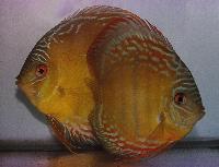 Symphysodon aequifasciatus axelrodi "brown"
