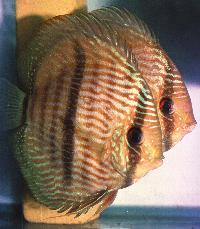 Symphysodon discus "heckel"