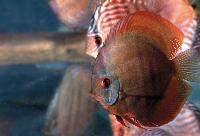 Symphysodon aequifasciatus axelrodi sp. "brown-Alenquer"