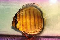 Symphysodon aequifasciatus aequifasciatus "green"