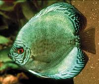 Symphysodon sp. "solid turquoise-solid red turquoise"