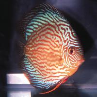Symphysodon sp. "red turquoise"