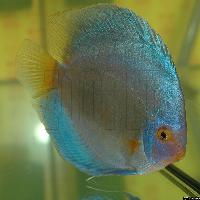 Symphysodon sp. "solid turquoise"