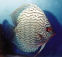 Symphysodon sp. "red turquoise-cobalt red turquoise"