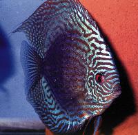 Symphysodon sp. "striped turquoise-red striated turquoise"