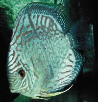Symphysodon sp. "striped turquoise-blue turquoise"