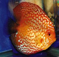 Symphysodon sp. "pigeon blood"