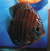 Symphysodon aequifasciatus axelrodi sp. "brown-Alenquer"