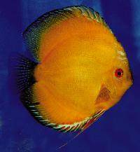 Symphysodon sp. "pigeon blood-golden"