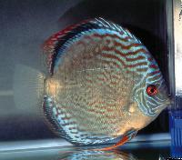 Symphysodon sp. "solid turquoise"