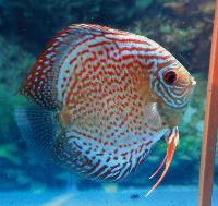 Symphysodon sp. "övriga-red diamond"