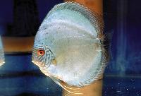 Symphysodon sp. "solid turquoise-solid blue turquiose"