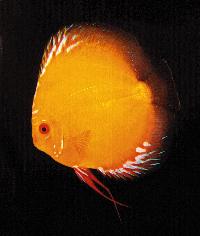 Symphysodon sp. "pigeon blood-golden"