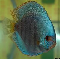 Symphysodon sp. "solid turquoise"