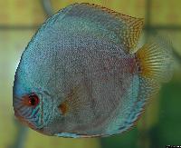 Symphysodon sp. "solid turquoise"
