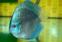 Symphysodon sp. "solid turquoise"