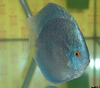 Symphysodon sp. "solid turquoise"