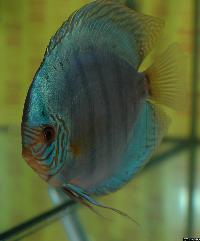 Symphysodon sp. "solid turquoise"