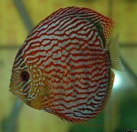 Symphysodon sp. "red turquoise"