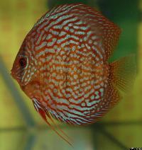 Symphysodon sp. "red turquoise"