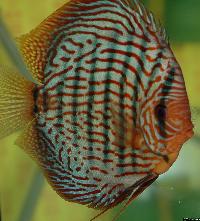 Symphysodon sp. "red turquoise"