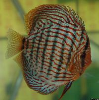 Symphysodon sp. "red turquoise"
