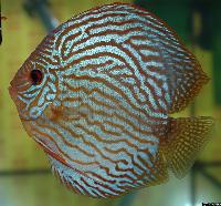 Symphysodon sp. "red turquoise"