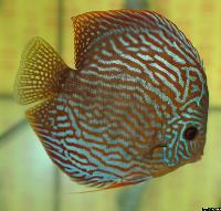 Symphysodon sp. "red turquoise"