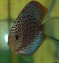 Symphysodon sp. "red turquoise"