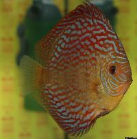 Symphysodon sp. "red turquoise"