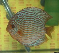 Symphysodon sp. "red turquoise"