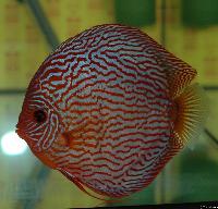Symphysodon sp. "red turquoise" - klassvinnare Champ.2004.