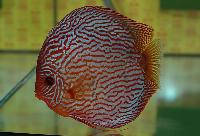 Symphysodon sp. "red turquoise" - klassvinnare Champ.2004.