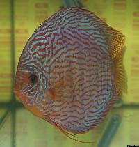 Symphysodon sp. "red turquoise" - klassvinnare Champ.2004.