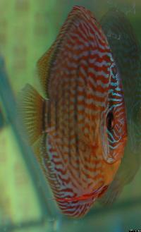 Symphysodon sp. "red turquoise"