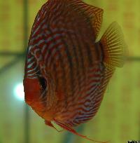 Symphysodon sp. "red turquoise"